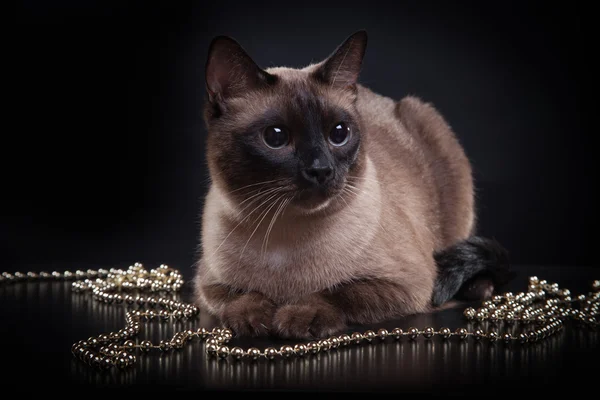 Birmânia gato — Fotografia de Stock