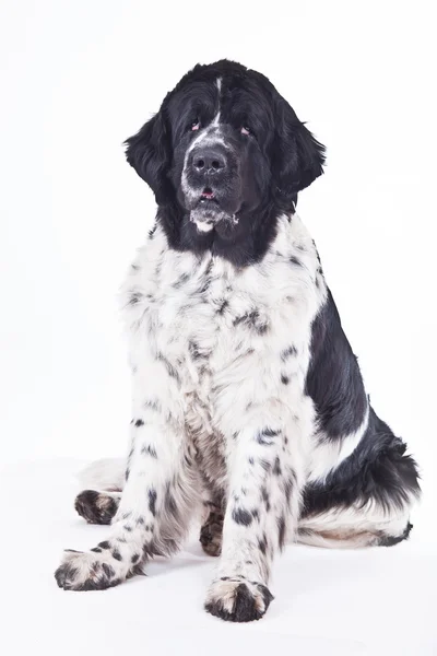 Cão da Terra Nova em um fundo branco — Fotografia de Stock