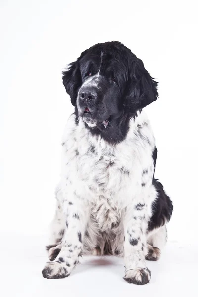 Cão da Terra Nova em um fundo branco — Fotografia de Stock