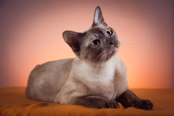 Birmânia gato — Fotografia de Stock