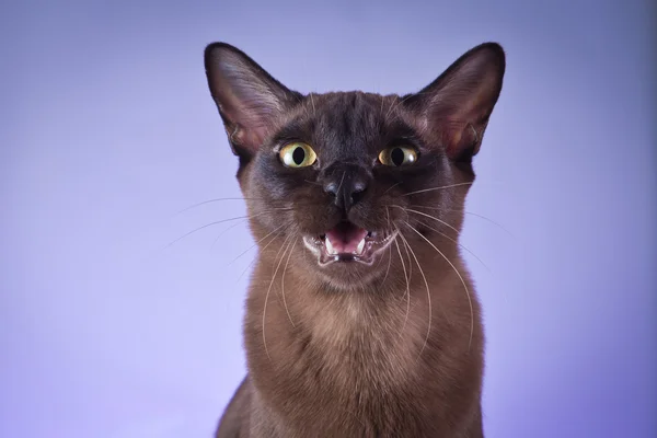 Birmânia gato — Fotografia de Stock