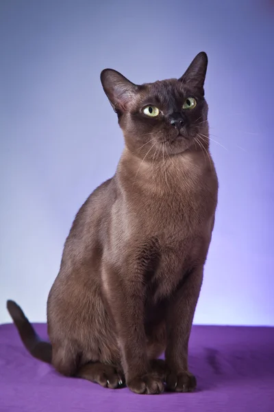 Burma-Katze — Stockfoto