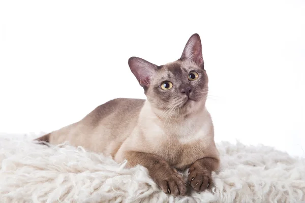 Burma-Katze — Stockfoto