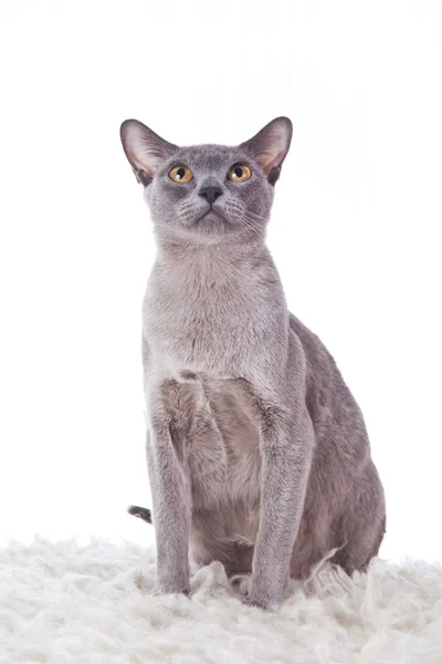 Kot Birmy — Zdjęcie stockowe