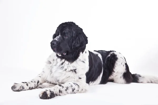 Newfoundland dog black and white portrait in studio — Stock Photo, Image