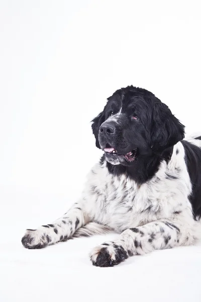 Newfoundland dog black and white portrait in studio — Stock Photo, Image