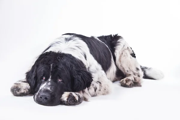 Terre-Neuve chien noir et blanc portrait en studio — Photo