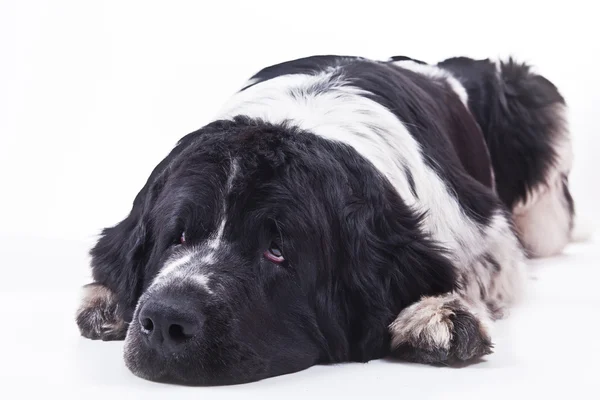 Newfoundland dog black and white portrait in studio — Stock Photo, Image