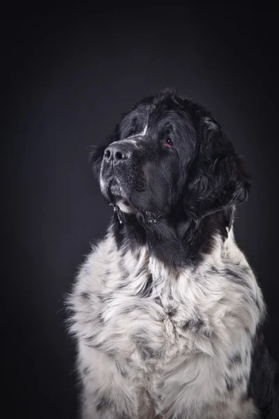 Newfoundland hund svartvita porträtt i studio — Stockfoto