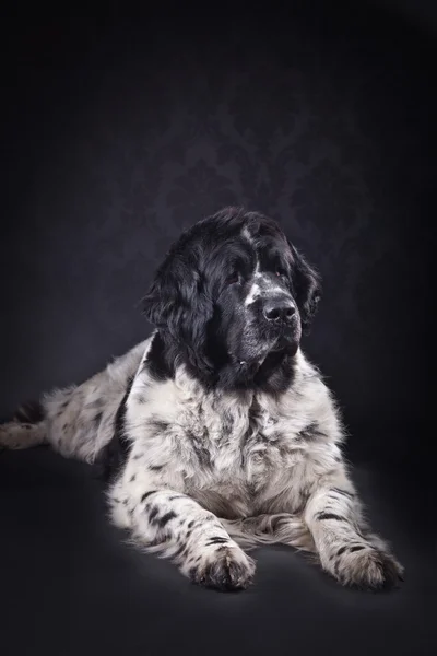 Newfoundland dog black and white portrait in studio — Stock Photo, Image