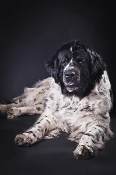 Newfoundland dog black and white portrait in studio — Stock Photo, Image