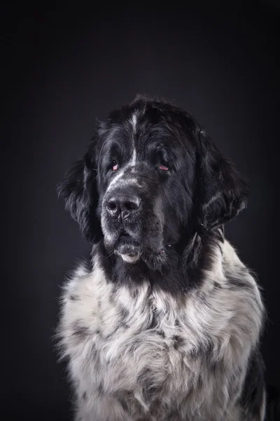 Newfoundland dog black and white portrait in studio — Stock Photo, Image