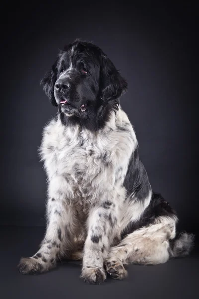 Newfoundland dog black and white portrait in studio — Stock Photo, Image