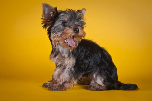 Yorkshire terrier puppies — Stock Photo, Image