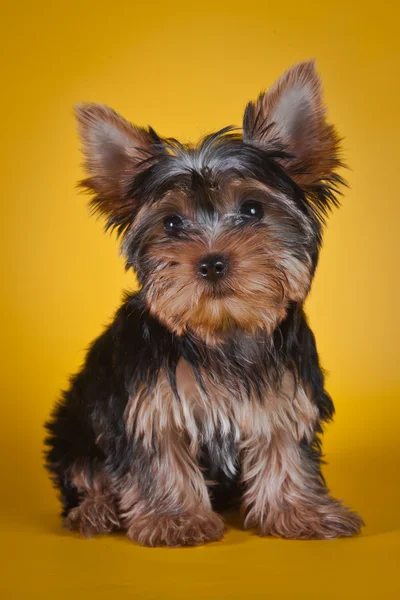 Yorkshire terrier szczenięta — Zdjęcie stockowe