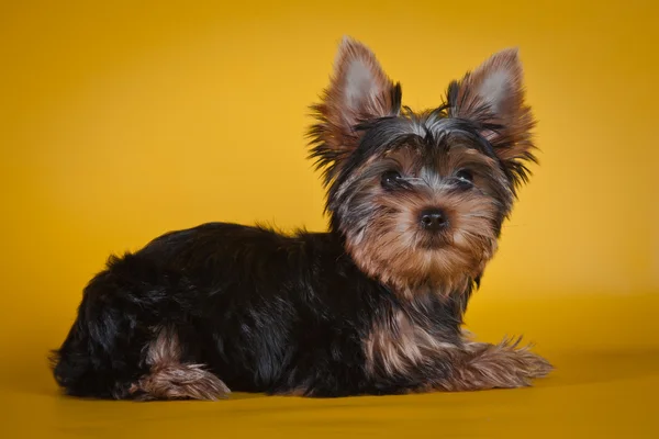 ヨークシャー テリアの子犬 — ストック写真