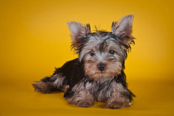 Yorkshire Terrier cachorros — Fotografia de Stock