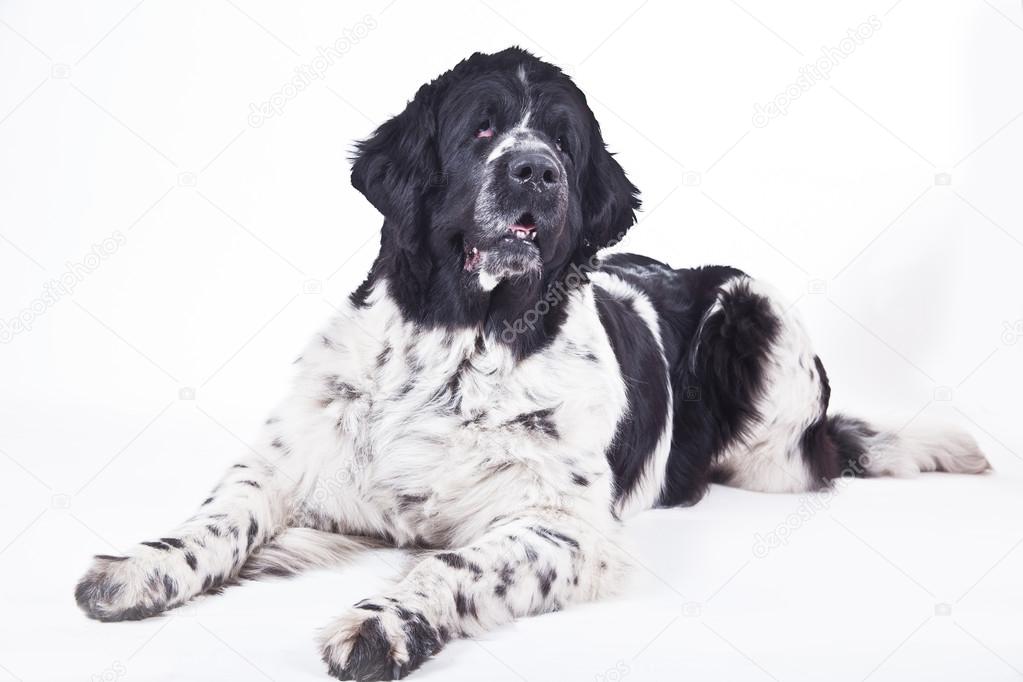 Newfoundland dog black and white portrait in studio