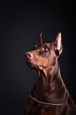 Doberman kahverengi