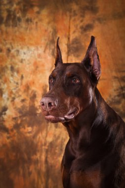 Doberman kahverengi