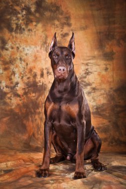 Doberman kahverengi