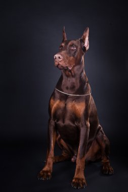 Doberman kahverengi