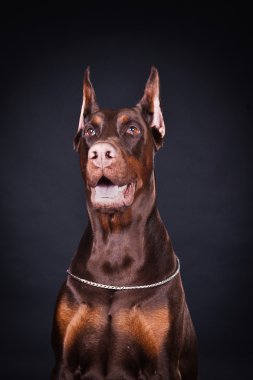 Doberman kahverengi