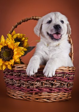 Golden Retriever Yavrusu