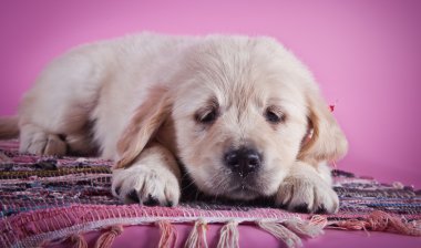 Golden Retriever Yavrusu