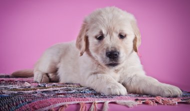 Golden Retriever Yavrusu