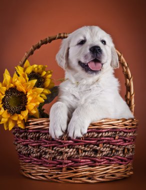 Golden Retriever Yavrusu