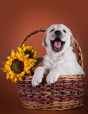 Golden Retriever Yavrusu