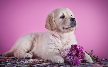 Golden Retriever Yavrusu