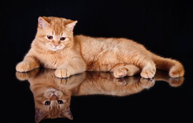 İngiliz kırmızı kedi