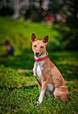 Alçaklık köpek doğurmak