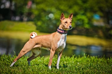 Alçaklık köpek doğurmak