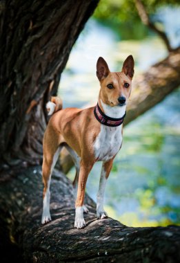 Alçaklık köpek doğurmak