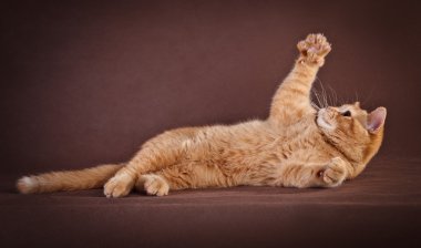 İngiliz kırmızı kedi