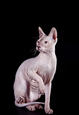 Sphynx kittenSphynx kedi yavrusu