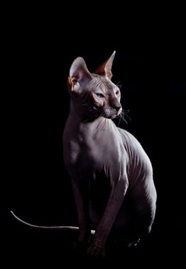 Sphynx kittenSphynx kedi yavrusu