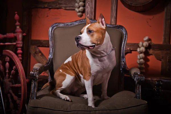 Amerykański pies terrier staffordshire — Zdjęcie stockowe