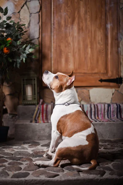 สเตฟฟอร์ดเชียร์เทอร์เรียอเมริกันสุนัข — ภาพถ่ายสต็อก