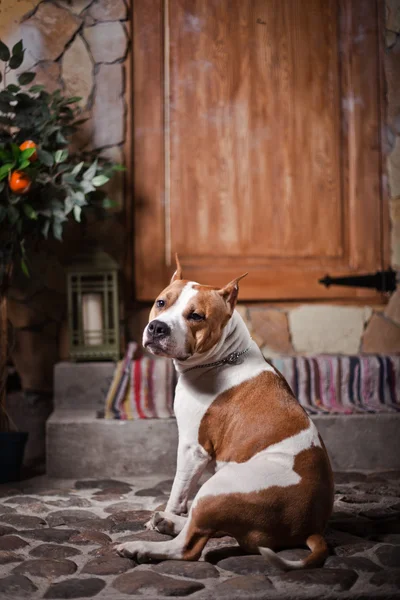 American Staffordshire Terrier dog — Stock Photo, Image