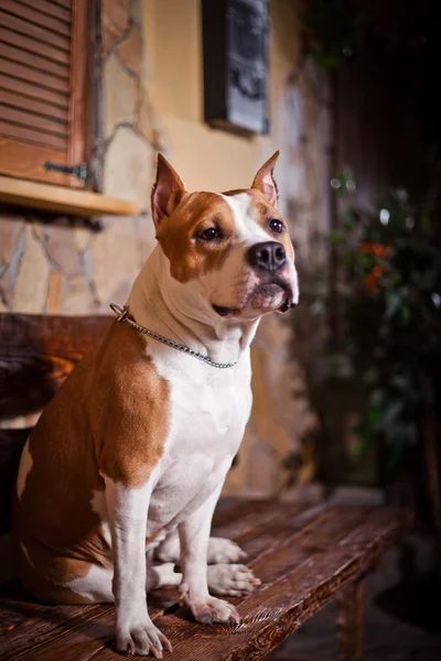 Amerikanska Staffordshire terrier hund — Stockfoto