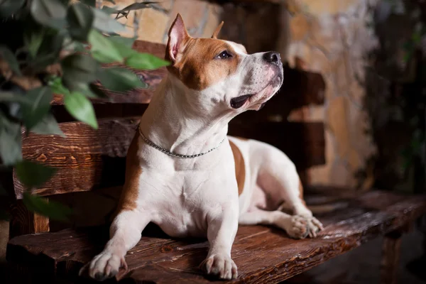Amerikaanse staffordshire terriër hond — Stockfoto