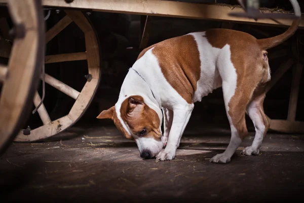 American Staffordshire Terrier dog — Stock Photo, Image