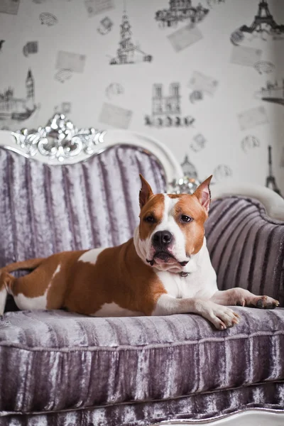 American Staffordshire Terrier dog — Stock Photo, Image