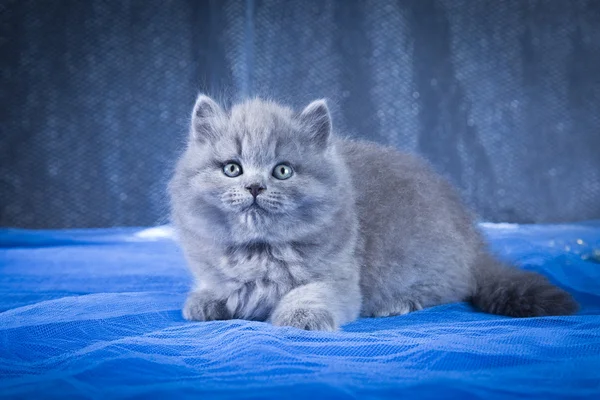 英国蓝色小猫 — 图库照片