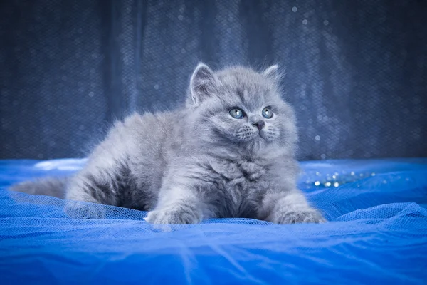 Britse blauwe kitten — Stockfoto