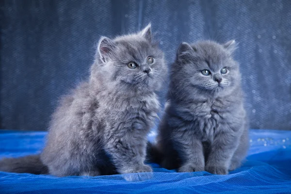 Gatito azul británico — Foto de Stock